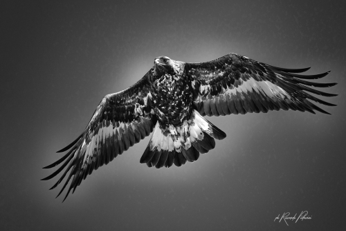 Aquila reale