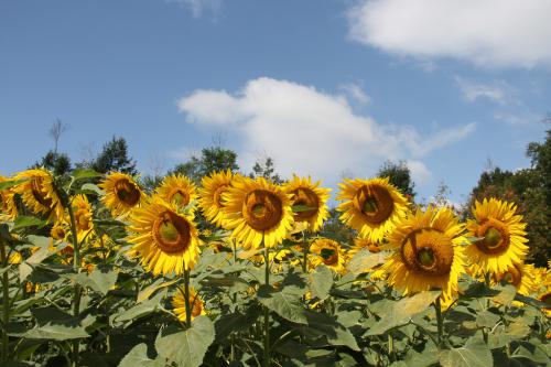 girasoli