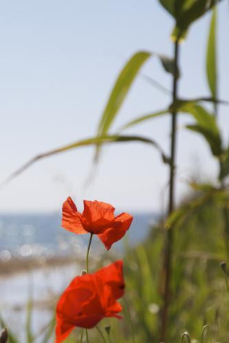populonia