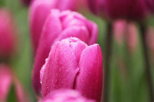 primavera e colori 7