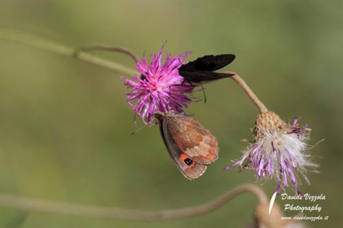 macro-farfalla