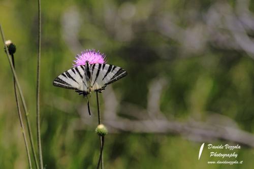 macro