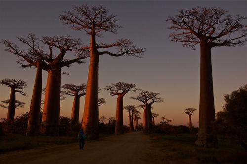baobab-2