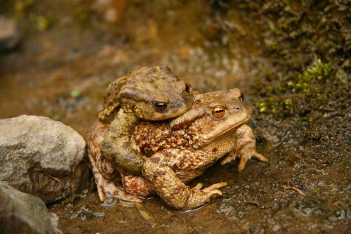 bufo-bufo