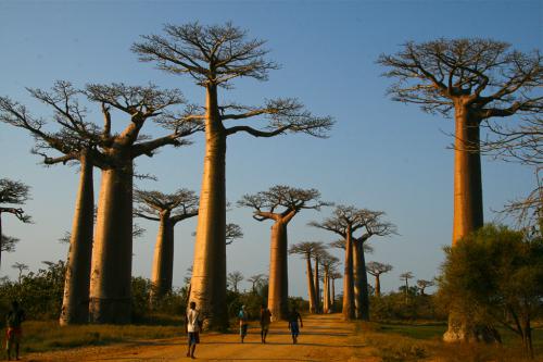 madagascar-11