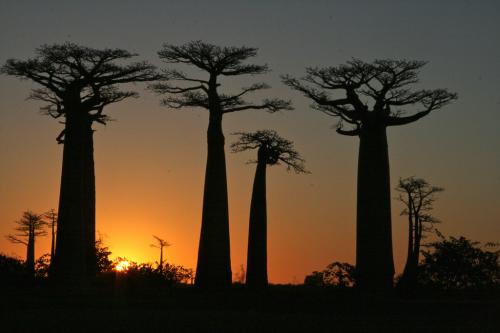 madagascar-6
