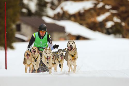 Sleddog #1