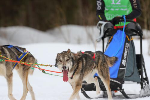 Sleddog #2