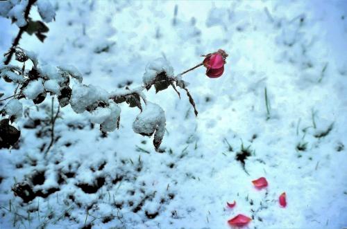 fine-di-una-rosa