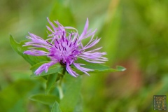 fiori