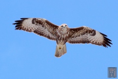 IMG_7424_